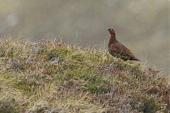 Willow Ptarmigan